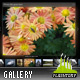 Amphasia Horizontal Resizable Gallery