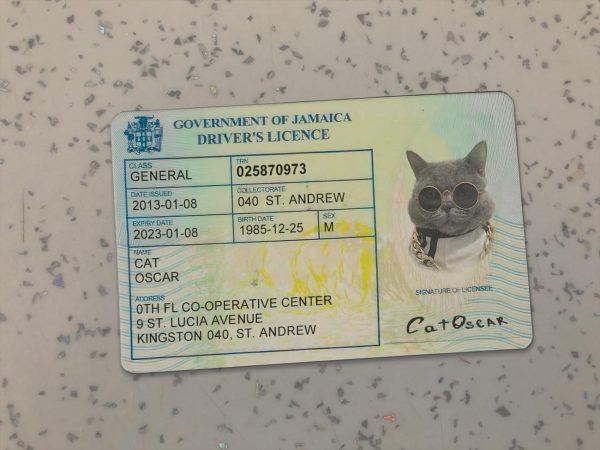 Jamaica Driver License Template